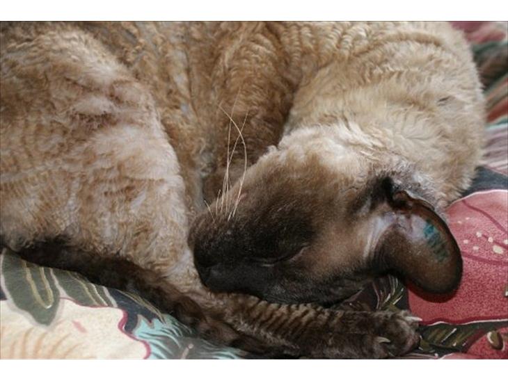 Cornish Rex Sinatra billede 1