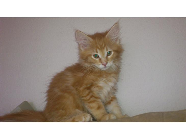 Maine Coon Shrek billede 1