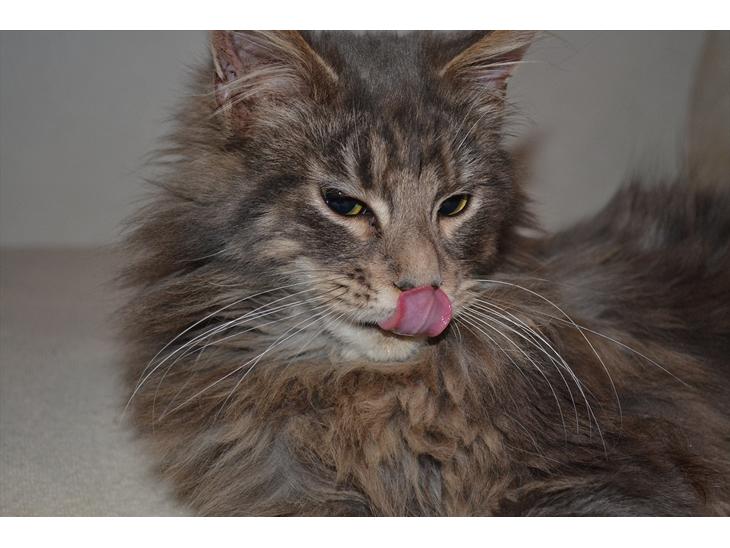 {{currentPhoto.altText}} billede {{currentPhoto.number}}