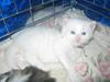 Maine Coon Laurvang´s Bubber [ Himmelkat]