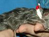 Maine Coon Lykkekatte´s Silky Blue