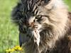 Maine Coon Butcher *the king*