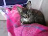 Huskat Misling