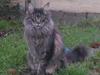 Maine Coon Sam