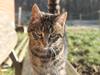 Blanding af racer Dorrit - staldkat