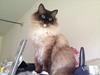 Ragdoll Eddie