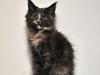 Maine Coon Caemsocoons Pink Chasmere