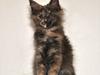 Maine Coon Caemsocoons  Secret Obsession