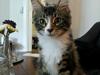 Maine Coon Liva