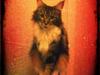 Maine Coon Lucy