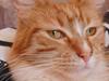 Maine Coon Cocio