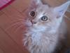 Maine Coon Messias