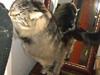 Maine Coon Loke