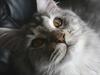 Maine Coon Body sensation