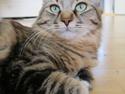 Kurilean Bobtail Silky catz Daquiri Darling