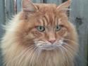 Kurilean Bobtail GIC.Ataman Kurilkot