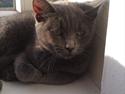 Chartreux Stella R.I.P