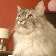 Maine Coon Cocco