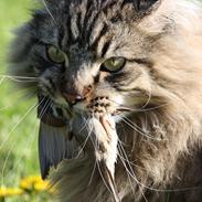 Maine Coon Butcher *the king*