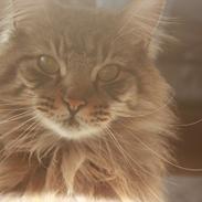 Maine Coon Butcher *the king*