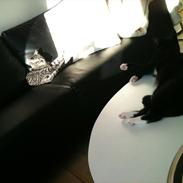 Huskat BlackJack
