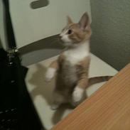 Huskat Sofus