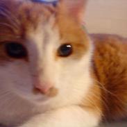 Huskat Sigurd *R.I.P*