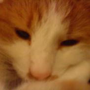 Huskat Sigurd *R.I.P*