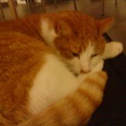 Huskat Sigurd *R.I.P*