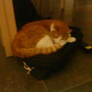 Huskat Sigurd *R.I.P*