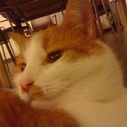 Huskat Sigurd *R.I.P*