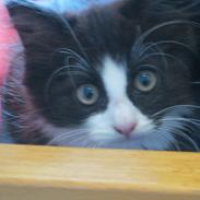 Blanding af racer Kronk/pudycat