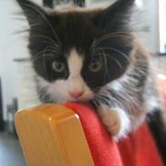 Blanding af racer Kronk/pudycat