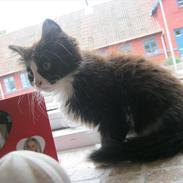 Blanding af racer Kronk/pudycat