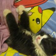 Blanding af racer Kronk/pudycat