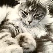 Maine Coon Rocky