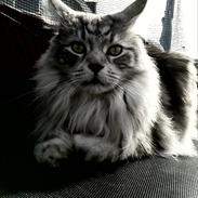 Maine Coon Rocky