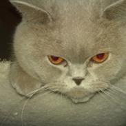 British Shorthair midas