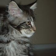 Maine Coon DK AnnahAip Alf