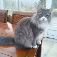 Blanding af racer Mille