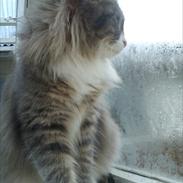 Blanding af racer Mille