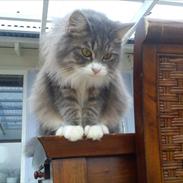 Blanding af racer Mille