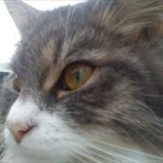 Blanding af racer Mille