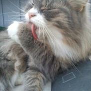 Blanding af racer Mille