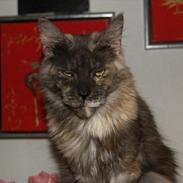 Maine Coon Harndahls Billie Jean 