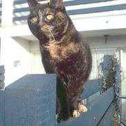 Huskat Pusser