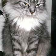 Maine Coon Phoebe