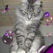 Maine Coon Phoebe