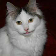 Blanding af racer Skipper 