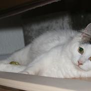 Blanding af racer Skipper 